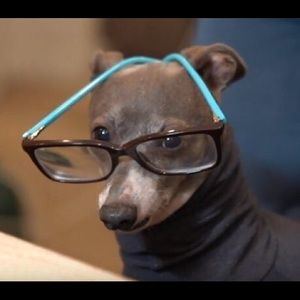 Meet your Posher, Wayne